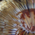feather1