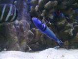 Bluehead