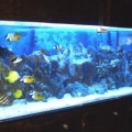 My Tank Dec 09