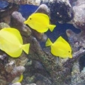 Tangs