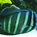 Sailfin