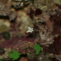 Closer view of mini starfish