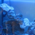 New aquascaping with lights on