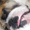 Bella asleep