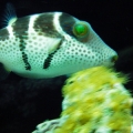 fish 1 078