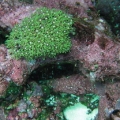 fish 1 081