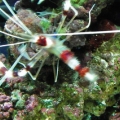 fish 1 073