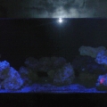 Photo0241[1]