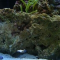 Black Footed Snail hard at work