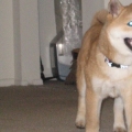 smilin' pup