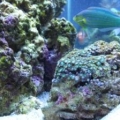 Bad wrasse pic