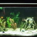 This is it so far, a weakly brackish tank for the benefit of my favorite fish Draco the Dragon Goby, he's now about 6" long and can grow to 2'...yup will need a bigger tank eventually.

This picture was taken before the addition of a large rock and a su