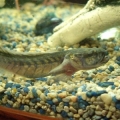 My fatty Goby, Draco, he's such a pig.