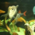 What'cha Lookin' At. This is Diablo, formerly known as Grumpy, he just got a new girlfriend, Angel. For a supposedly peaceful species this specimen is mean...killed off several other fish I tried to put in the 10 gallon tank with him at different times, o