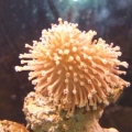 gotta great deal on this mushroom i figuared what the heck.....lets see if i can keep it