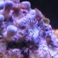 zoa sameas mushroom too good a  deal to pass