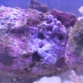 lr with some type of scallop(i think) that hitched on it and cup coral that hitched onthe scallop