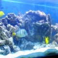 Tank New Rock 2 1 10