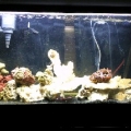 new T5 ho lighting 2-3-10