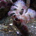Coco Worm