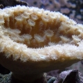 Cup Coral