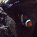 My Clown Fish!!