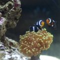 Becca's Reef 006 small