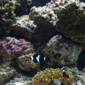 Becca's Reef 007 small