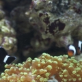 Becca's Reef 010 small