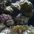 Becca's Reef 014 small