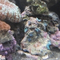 new substrate