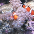 Clowns