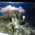2.5 picco
