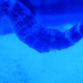 seahorse 1