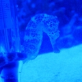 seahorse 1