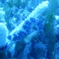 seahorse 2
