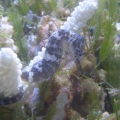 seahorse 2