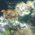 some coral, star polyp, giant button polyps,