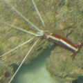 my coral banded shrimp