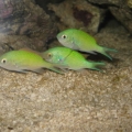 of the three only two survived... Pedrinho and Chiquinho