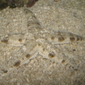 my sandsifter starfish... doing a great job btw.