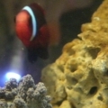 Emo Nemo & the closed Kenya Tree
