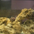 FTS 2