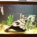New Sand & Aquascaping

Can read on Spot's Adventures in the new setup...poor lil GSP.
