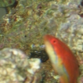 Mccosker's Flasher Wrasse
