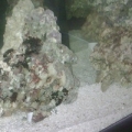 Indo and Fiji rock