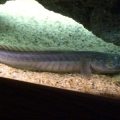 Draco (Dragon or Violet Goby)