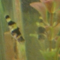 Bumblebee Goby