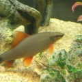 Red (Rainbow Shark)