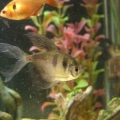 Black Skirt Tetra's & Rosey Barb